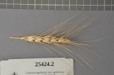 Click for 1 image(s) for this accession. Spike
